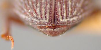 Media type: image;   Entomology 23555 Aspect: pygidium